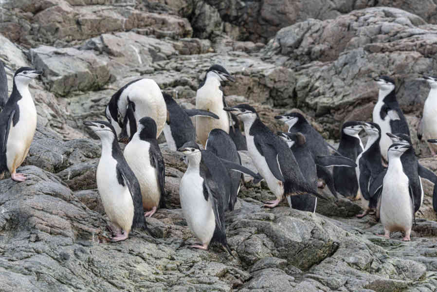 Pingüino Chinstrap - Antártida 02.jpg